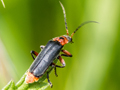 Cantharis rustica